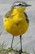 Western Yellow Wagtail