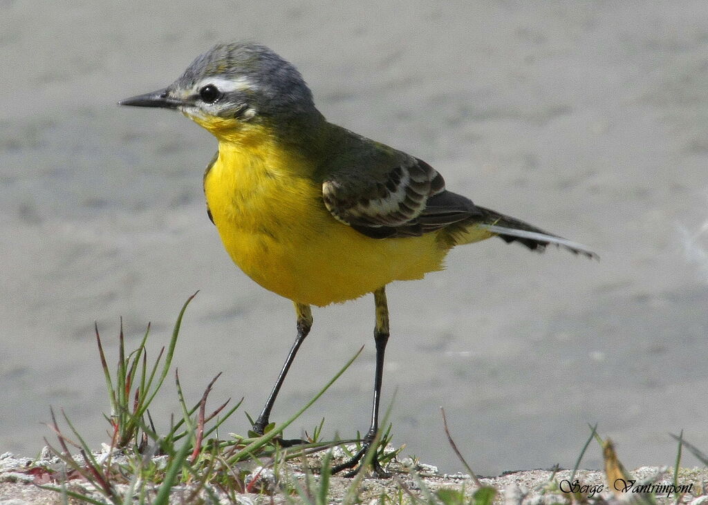 Western Yellow WagtailFirst year, Behaviour