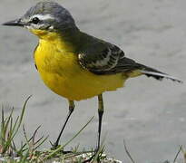 Western Yellow Wagtail