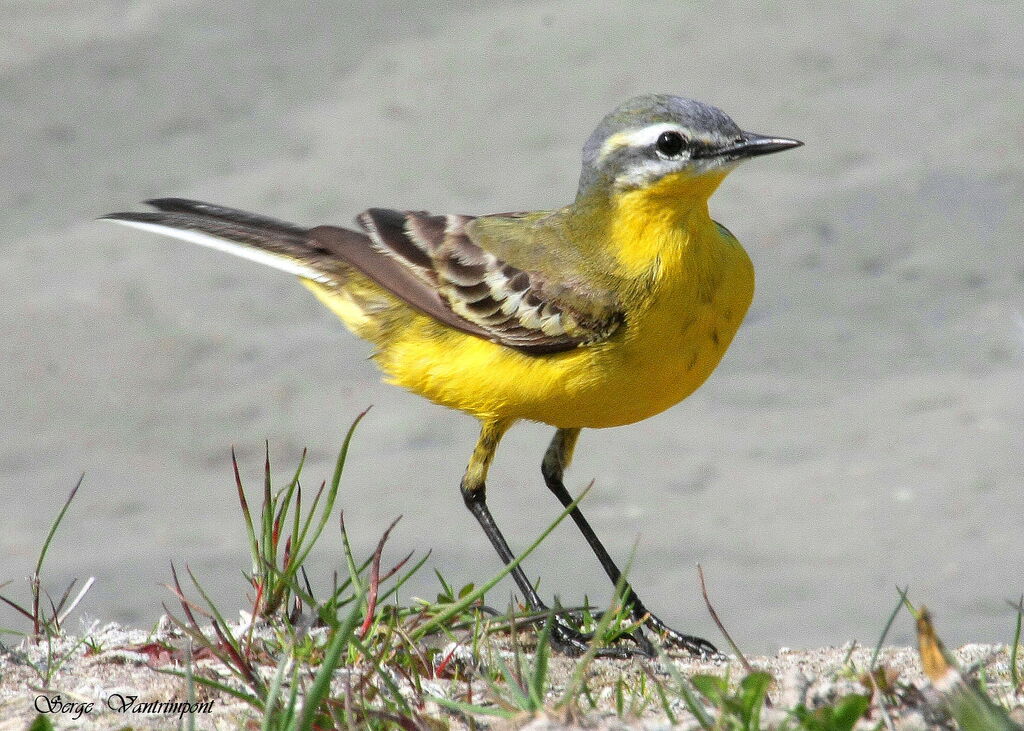 Western Yellow WagtailFirst year, Behaviour