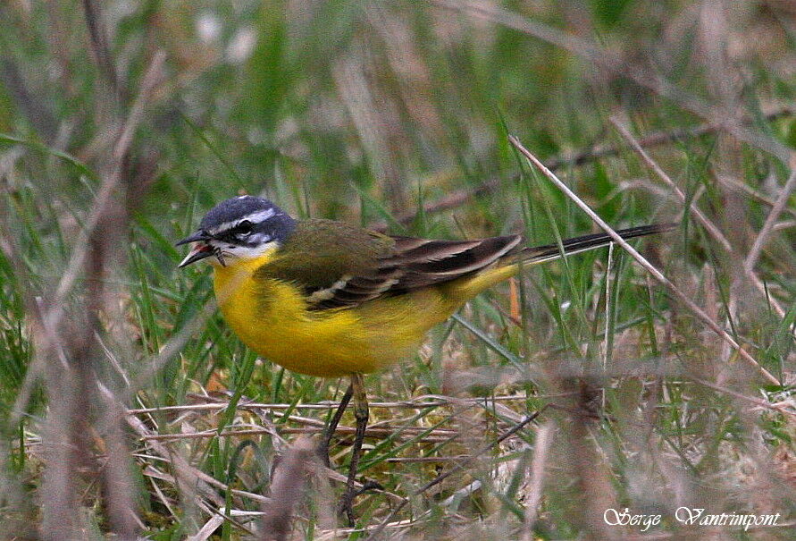 Western Yellow Wagtailadult, feeding habits