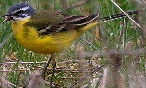 Western Yellow Wagtail