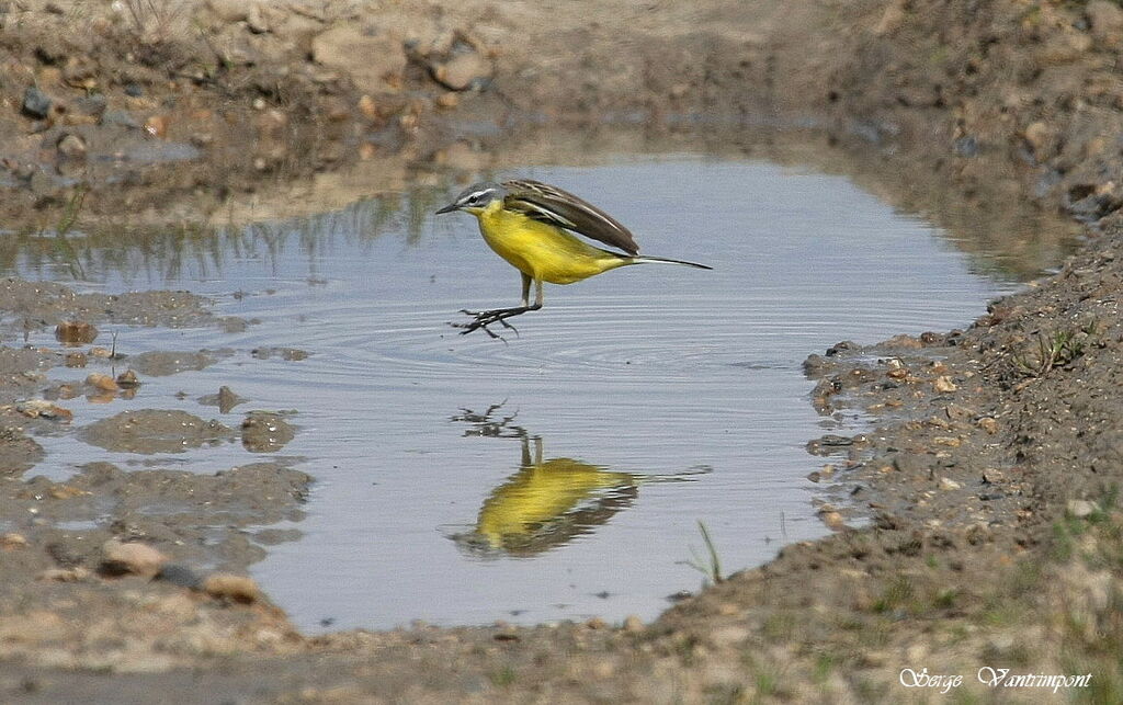 Western Yellow WagtailFirst year, Flight