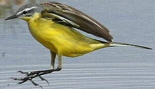 Western Yellow Wagtail