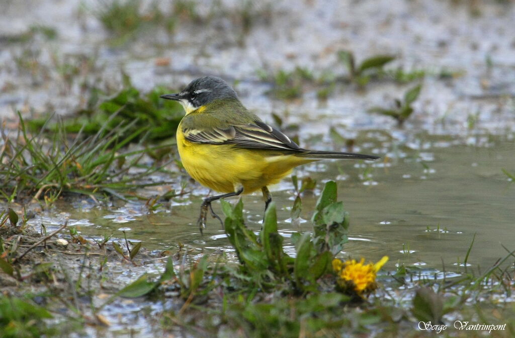 Western Yellow Wagtailadult, Behaviour