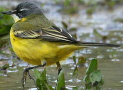 Western Yellow Wagtail