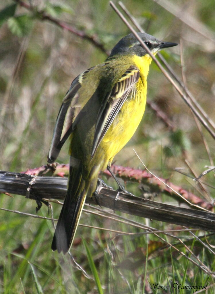 Western Yellow Wagtailadult, Behaviour