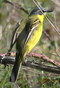 Western Yellow Wagtail