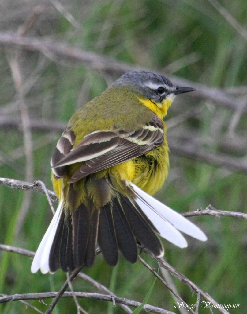 Western Yellow Wagtailadult, Behaviour