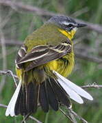 Western Yellow Wagtail