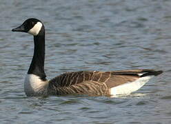 Canada Goose