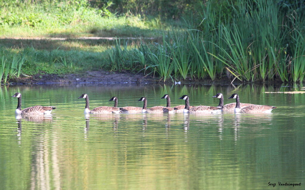 Canada Gooseadult, Flight