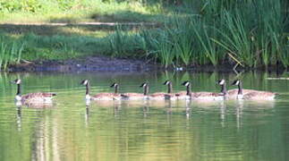 Canada Goose