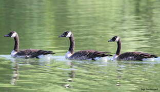 Canada Goose