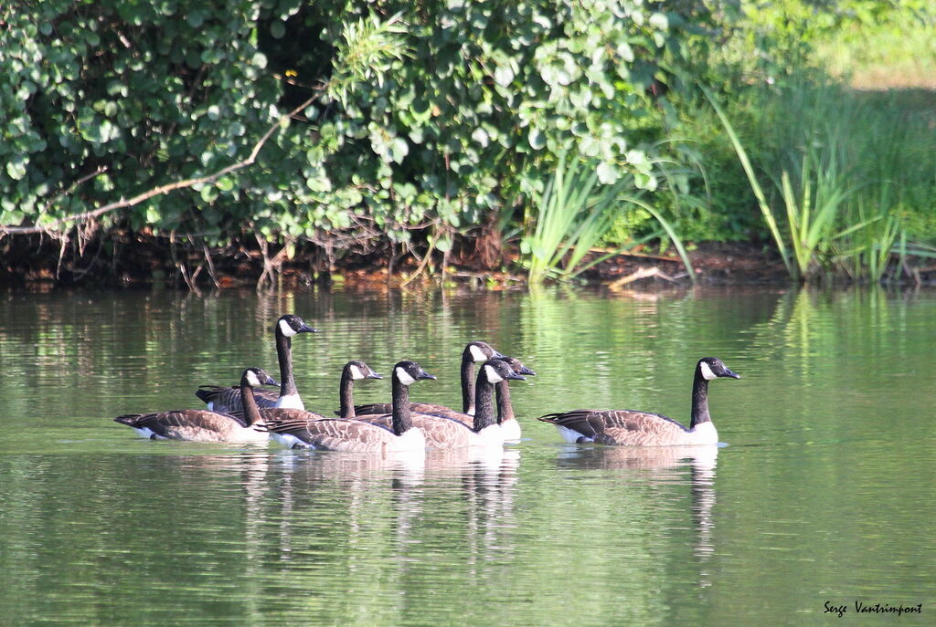 Canada Gooseadult, Flight