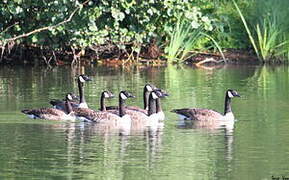 Canada Goose