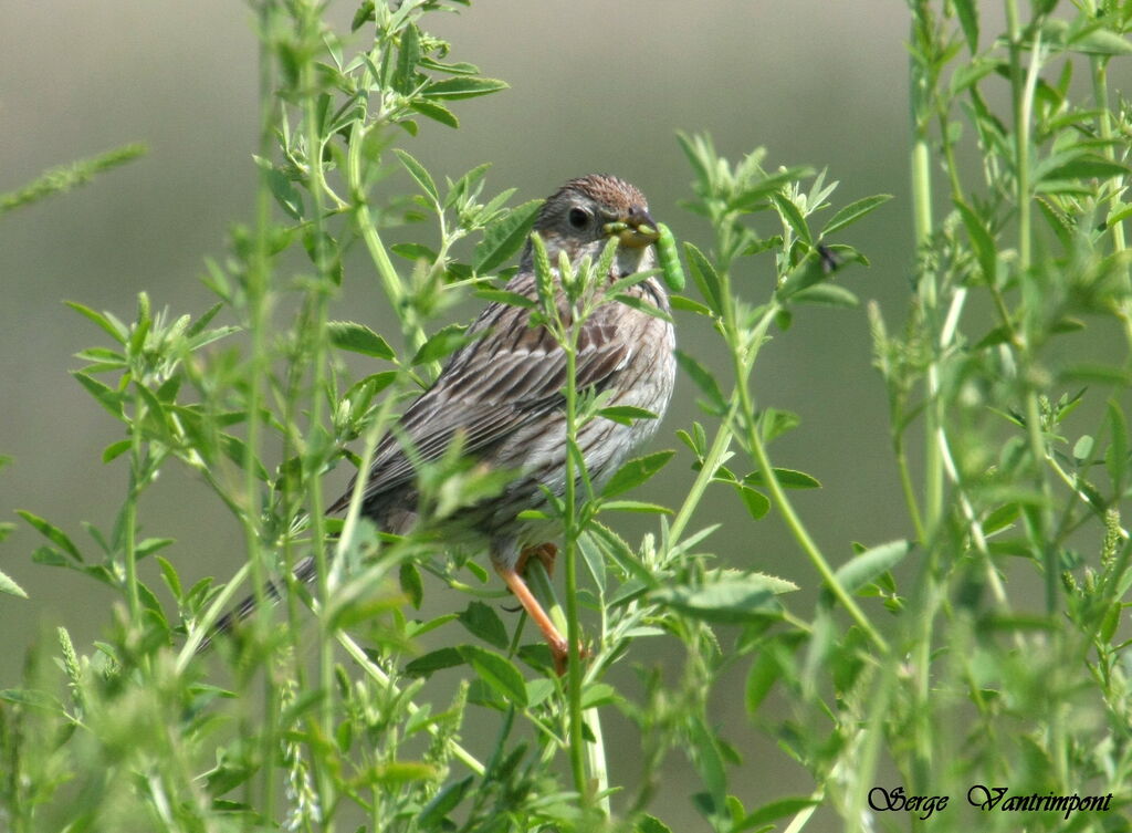 Common Reed Buntingadult, feeding habits