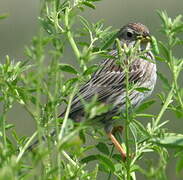 Common Reed Bunting