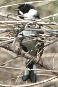 Common Reed Bunting