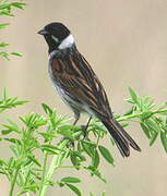 Common Reed Bunting