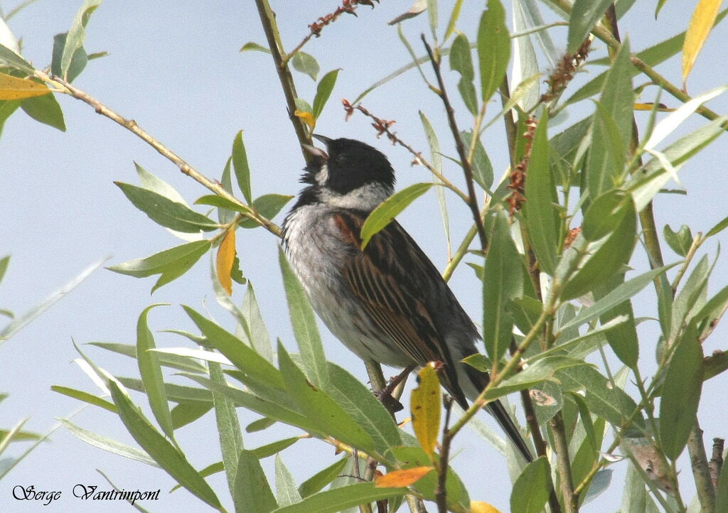 Bruant des roseaux, chant