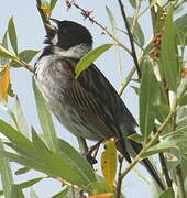 Common Reed Bunting