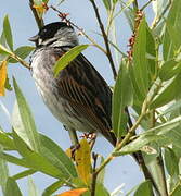 Common Reed Bunting