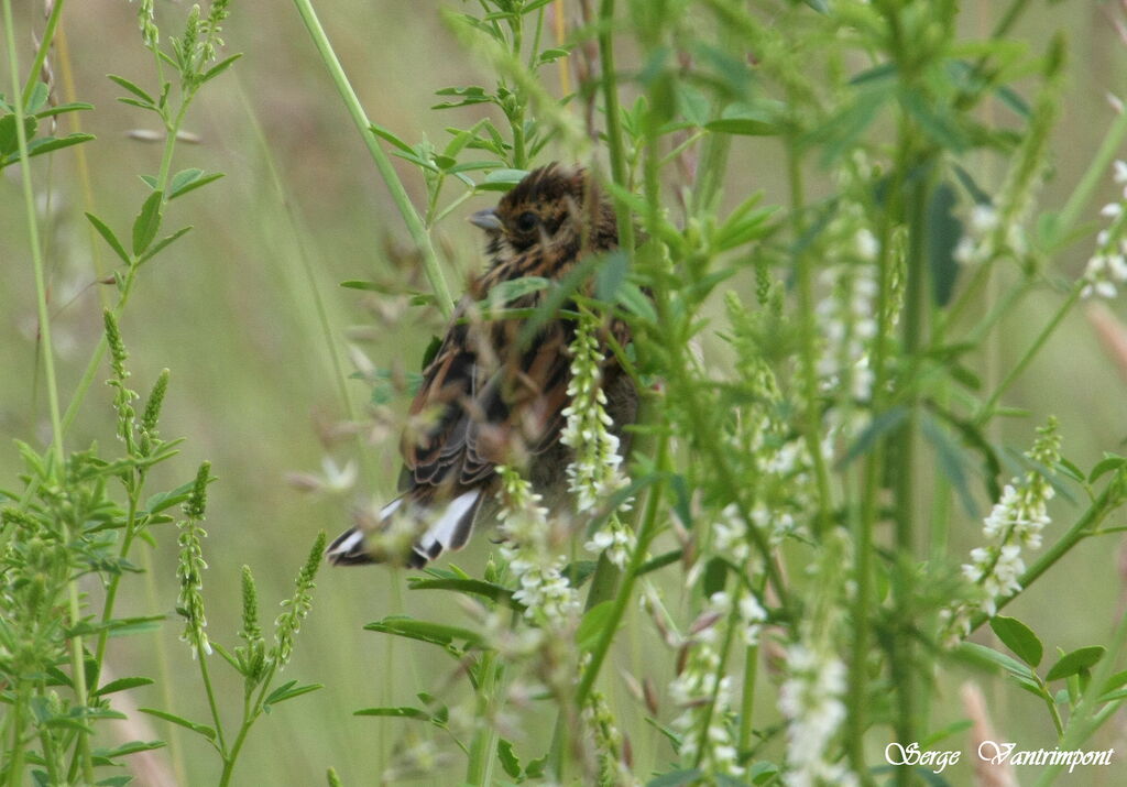 Common Reed Bunting female, identification