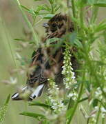 Common Reed Bunting