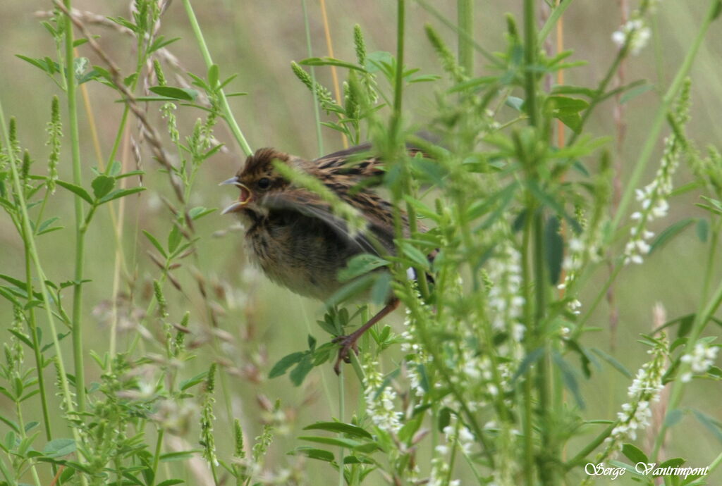 Common Reed Bunting female, Behaviour