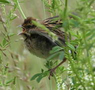 Common Reed Bunting