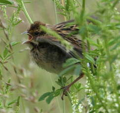 Bruant des roseaux