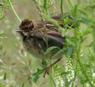 Common Reed Bunting