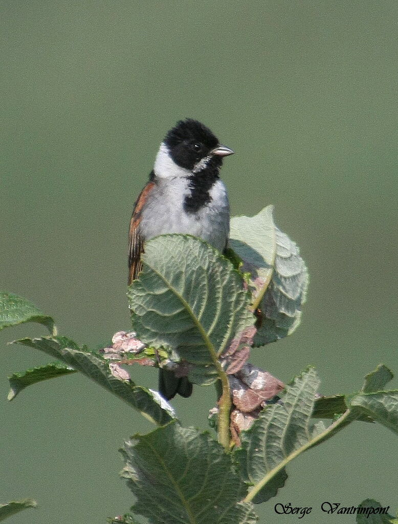 Common Reed Buntingadult, Behaviour