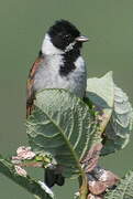 Common Reed Bunting