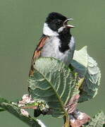 Common Reed Bunting