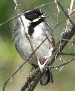 Common Reed Bunting