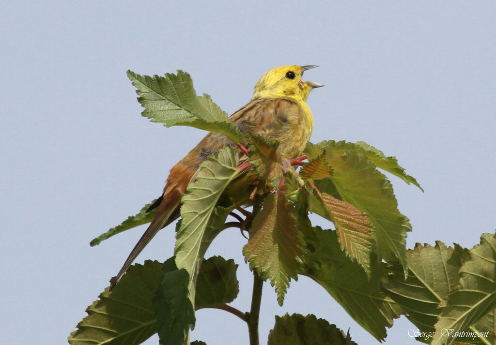 Yellowhammeradult, song