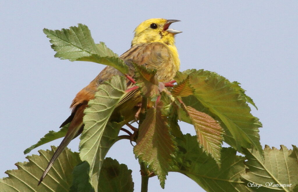 Yellowhammeradult, song