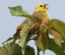 Yellowhammer