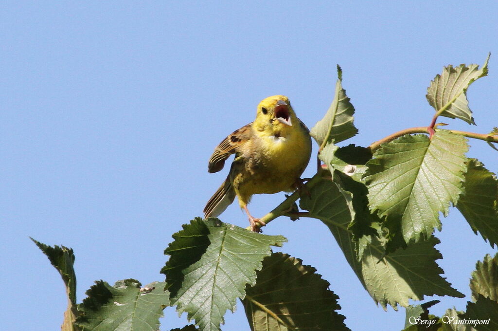 Yellowhammeradult, Behaviour