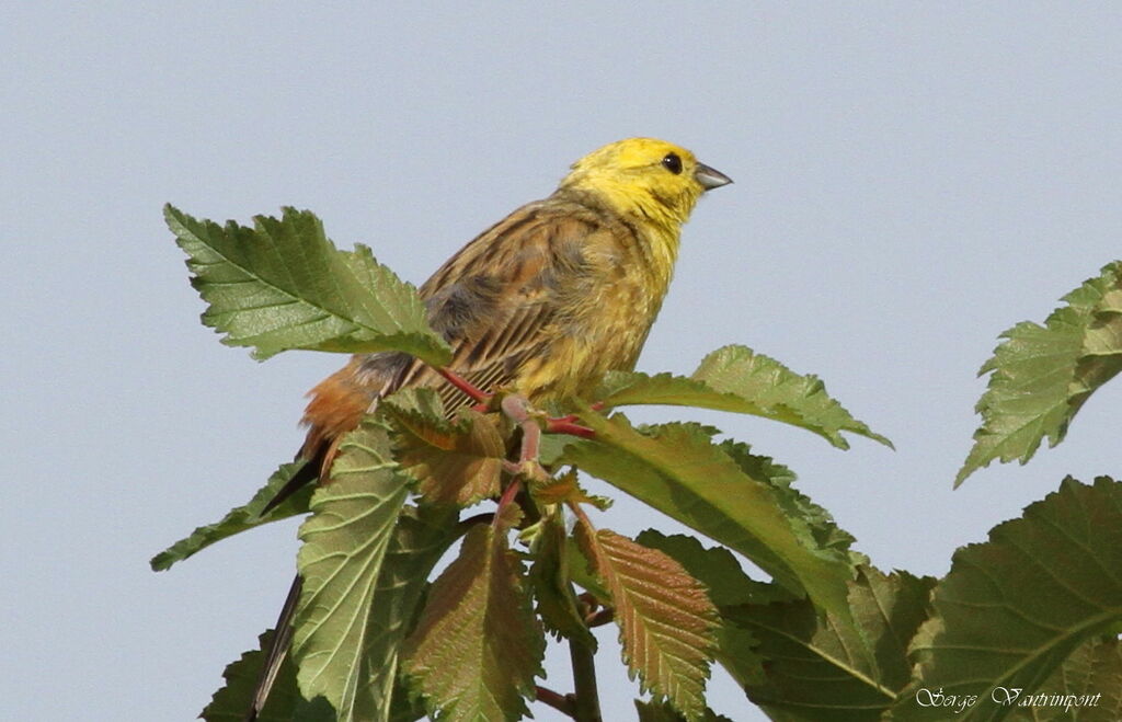 Yellowhammeradult, Behaviour