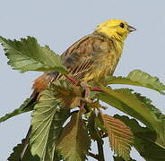 Bruant jaune