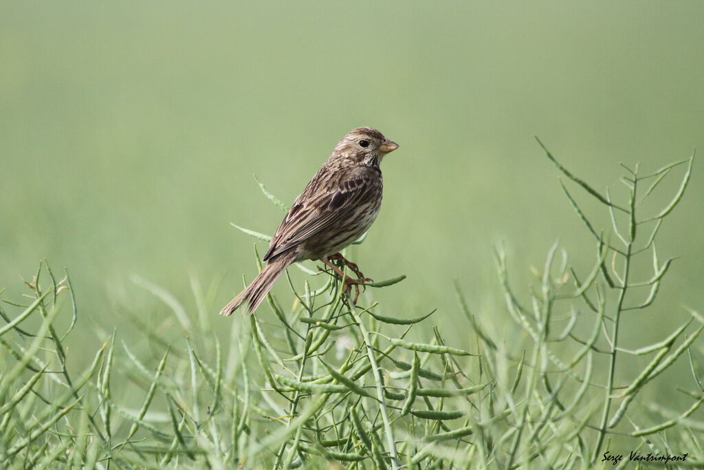 Corn Bunting, Behaviour