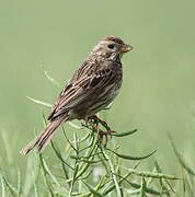 Corn Bunting