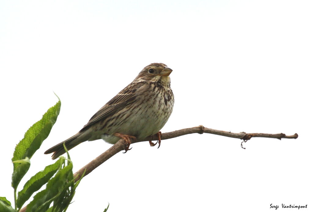 Corn Buntingadult, Behaviour