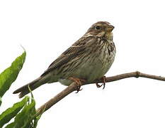 Corn Bunting