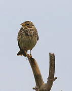 Corn Bunting