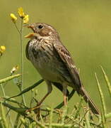 Corn Bunting