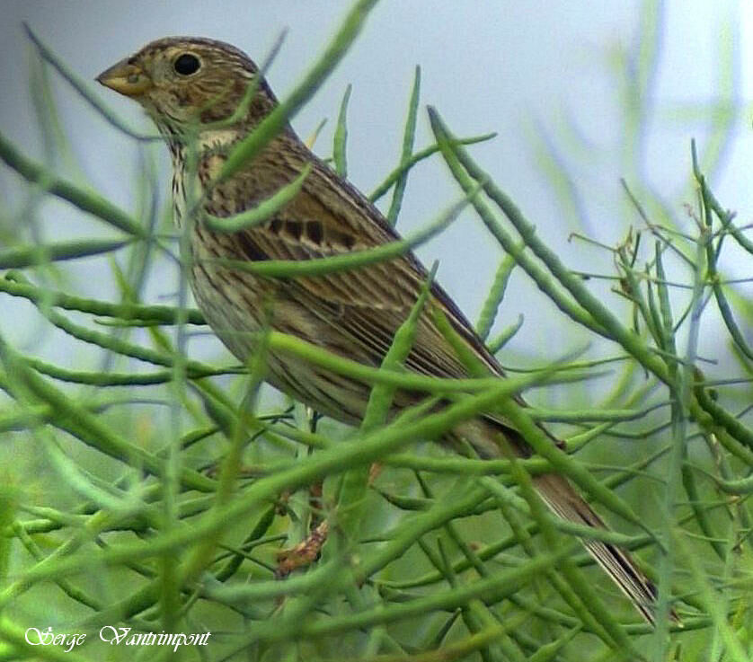 Corn Bunting, Behaviour